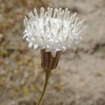 Chaenactis carphoclinia Blüte