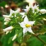 Solanum torvum 花