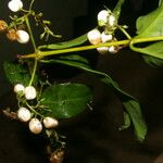 Chiococca alba Fruchs