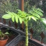 Kalanchoe prolifera Vivejo