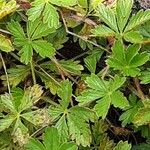 Potentilla puberula Likasa
