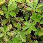 Potentilla pusilla Blad