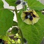 Physalis peruvianaЦвят