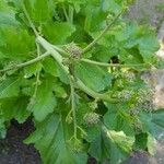 Crambe hispanica മറ്റ്