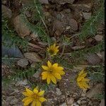 Balsamorhiza hookeri موطن