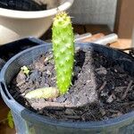 Opuntia maxima Yaprak