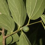 Celtis caudata Blad