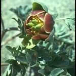 Paeonia brownii Fiore