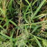 Eragrostis tenella Flower