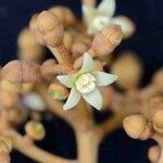 Schefflera morototoni 花
