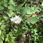 Amelanchier alnifolia Blomma