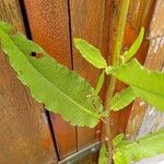 Rumex conglomeratusFeuille