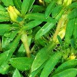 Pectis prostrata Flor