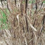 Sorghum bicolor Blatt