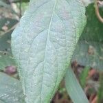 Chamissoa altissima List