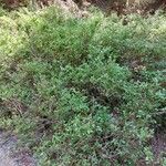 Vaccinium myrtillus Habit