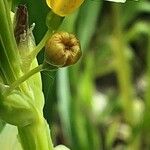 Sisyrinchium striatum Flower