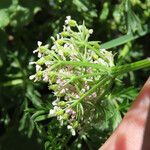 Mutellina adonidifolia 花