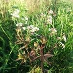 Galium rubioides Агульны выгляд