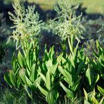 Veratrum californicum موطن