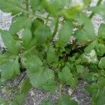 Cardamine bonariensis Leaf