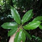 Manilkara staminodella Leaf