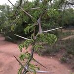 Vachellia robusta 葉