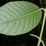 Siparuna gesnerioides Лист