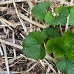 Viola × melissifolia Leaf