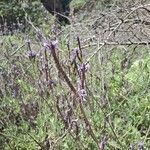 Lavandula canariensis Цветок