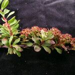 Spiraea arcuata Habit