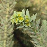 Euphorbia paralias Flor