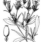 Silene muscipula Mosusu