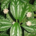 Pilea cadierei Leaf