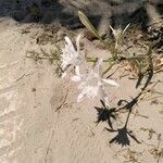 Pancratium sickenbergeri Blüte