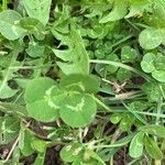 Trifolium repensLeaf