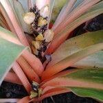 Chlorophytum orchidastrum Fiore