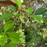 Rhus longipes 花