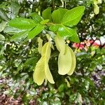 Cynometra ramiflora 葉