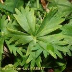 Alchemilla pentaphyllea Blad