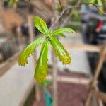 Quercus bicolor Φύλλο