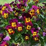 Viola x wittrockiana Цвят