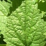 Scutellaria columnae Folha