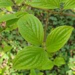 Cornus rugosa Ліст