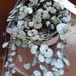 Ceropegia woodii Fuelha