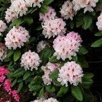 Rhododendron catawbiense عادت