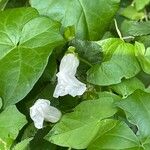 Calystegia silvatica 葉