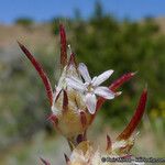 Eriastrum signatum