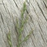 Poa pratensis Bleunienn