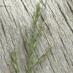 Poa pratensis 花